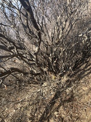 Rhododendron micranthum