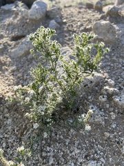 Cryptantha maritima maritima