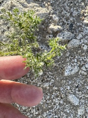 Cryptantha maritima maritima