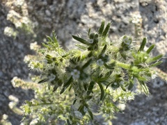 Cryptantha maritima maritima