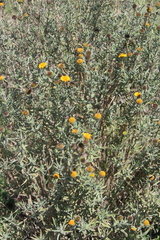Aldama linearis
