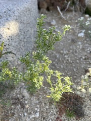 Cryptantha maritima maritima