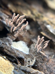 Stemonitopsis typhina