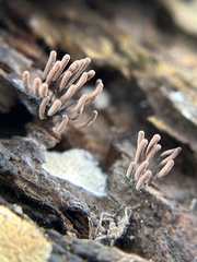Stemonitopsis typhina