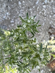 Cryptantha maritima maritima