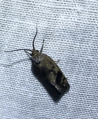 Pycnocera hypoxantha