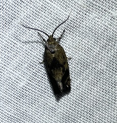 Pycnocera hypoxantha