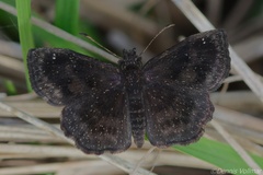 Staphylus hayhurstii