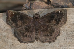 Staphylus hayhurstii