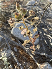Eremalche rotundifolia