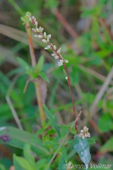 Persicaria hydropiperoides