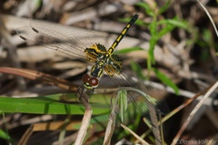 Celithemis ornata