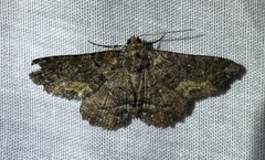 Paradromulia ambigua