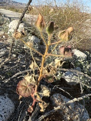Eremalche rotundifolia