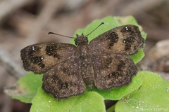 Staphylus hayhurstii