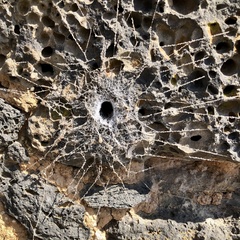 Filistatinae