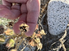 Eremalche rotundifolia