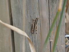 Macrotona securiformis