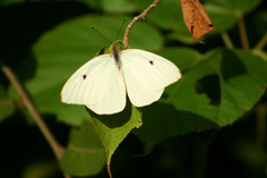 Ganyra