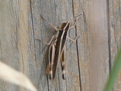 Macrotona securiformis