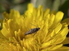 Scythris