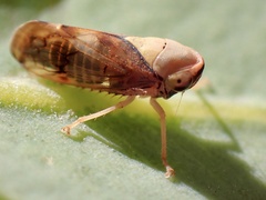 Brunotartessus fulvus