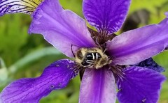 Trichiotinus assimilis