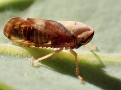 Brunotartessus fulvus