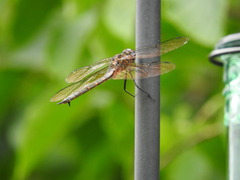 Somatochlora williamsoni