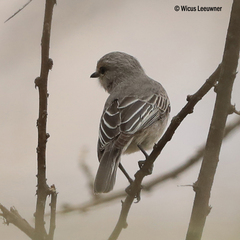 Bradornis microrhynchus
