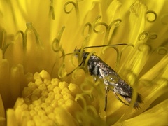 Scythris