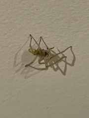 Cheiracanthium mildei