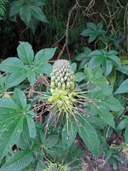 Cleome anomala