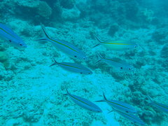 Caesio caerulaurea