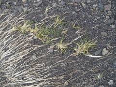 Deschampsia antarctica