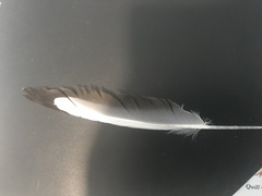 Chroicocephalus novaehollandiae