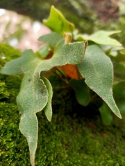 Pyrrosia polydactylos