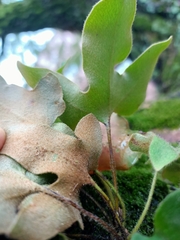 Pyrrosia polydactylos