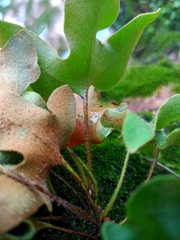 Pyrrosia polydactylos