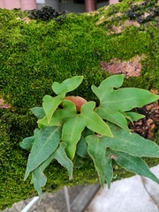 Pyrrosia polydactylos