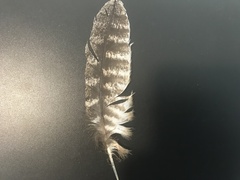 Podargus strigoides