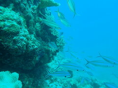 Caesio caerulaurea