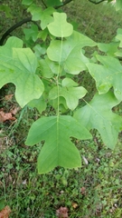 Liriodendron tulipifera