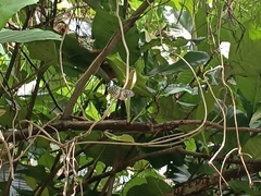 Ideopsis vulgaris