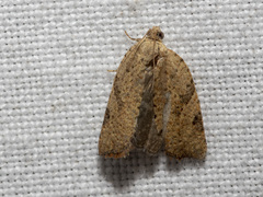 Meritastis laganodes