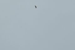 Accipiter