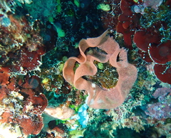 Hexabranchus sanguineus