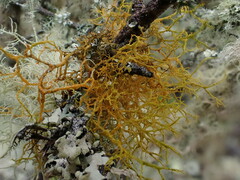 Teloschistes flavicans