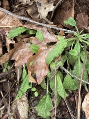 Phacelia heterophylla