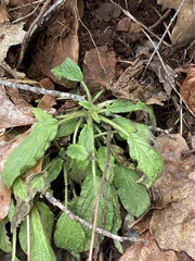 Phacelia heterophylla